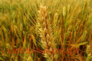 现在小麦多少钱一斤2022