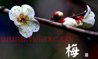 梅花生物
