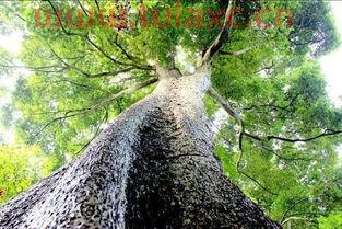 金丝楠木那么贵有什么用呢图片（金丝楠木那么贵有什么用呢图片） 第1张