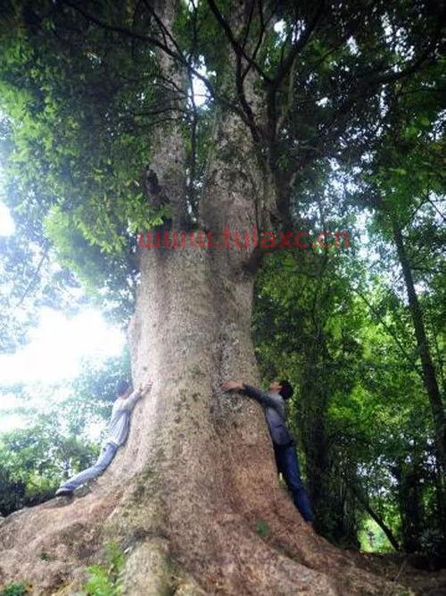 什么地方的金丝楠木最好种植呢（什么地方的金丝楠木最好种植呢视频） 第1张