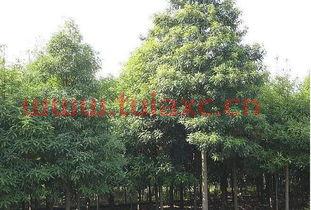 金丝楠木不可以种吗为什么不开花（金丝楠木能盆栽吗） 第1张