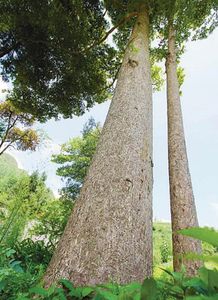 金丝楠木在哪里可以种植呢（金丝楠木能人工种植么） 第1张