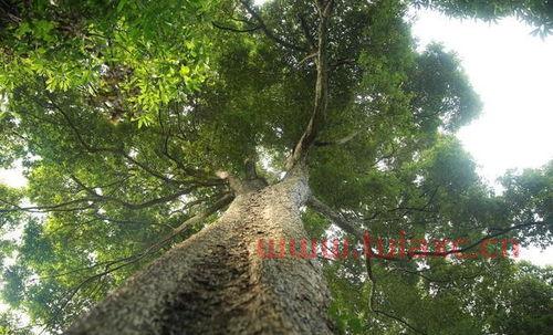 中国最大的金丝楠木树在贵州省思南县什么地方（贵州哪个县有金丝楠木） 第1张