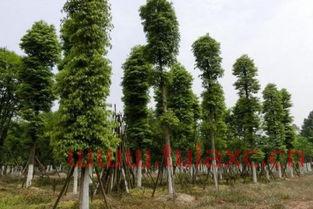 金丝楠木造林种植株距（金丝楠木种植株行距） 第1张