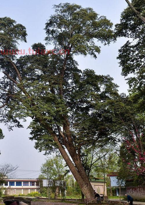 金丝楠木适合种植的地区（金丝楠木适合种植的地区是） 第1张