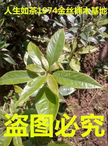 四川小叶桢楠金丝楠木介绍（四川小叶桢楠原木价格） 第1张