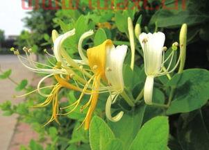 2021年4月份金银花新货价格（2021年4月16日金银花市场价） 第1张
