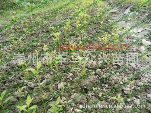 人工种植金丝楠木的前景如何（金丝楠木能人工种植么） 第1张