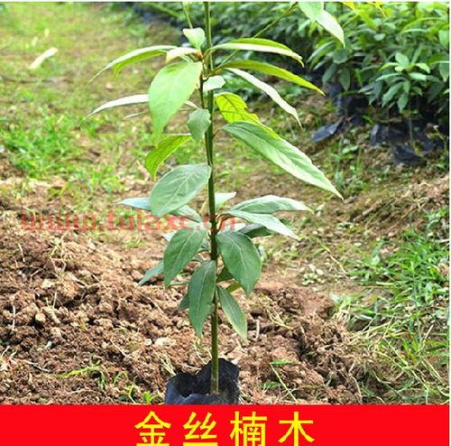 金丝楠乌木树苗价格（金丝楠树苗图片价格） 第1张