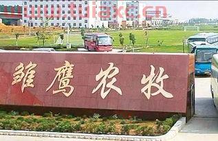 雏鹰农牧（雏鹰农牧官网） 第1张