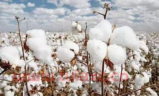 2018年的棉花价格怎么样了