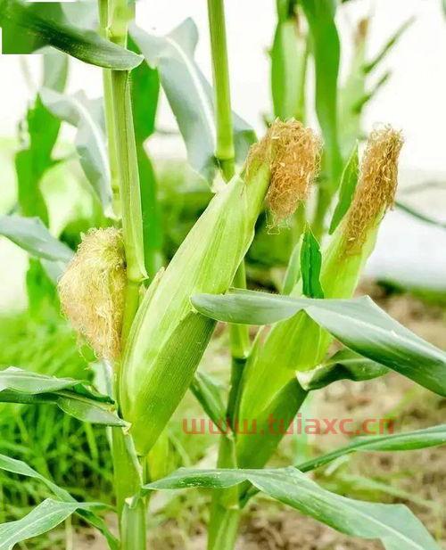 粮食涨价对养殖业的影响