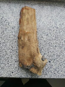 煤里的木化石值钱吗