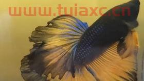 斗鱼玫瑰