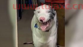 狗蛋的博客